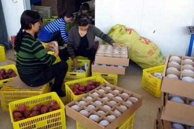 小苹果一年狂销15亿 揭秘农产品网上销售的创新密码