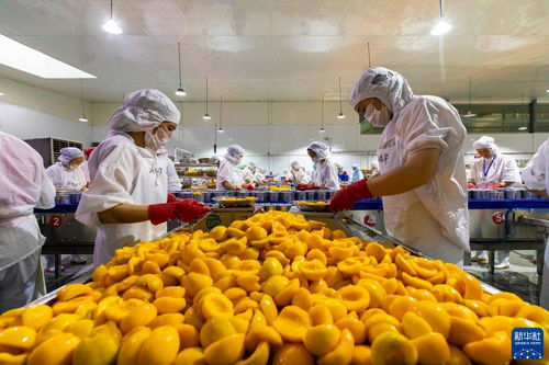 湖北秭归 黄桃出口加工忙，电商助力农产畅销